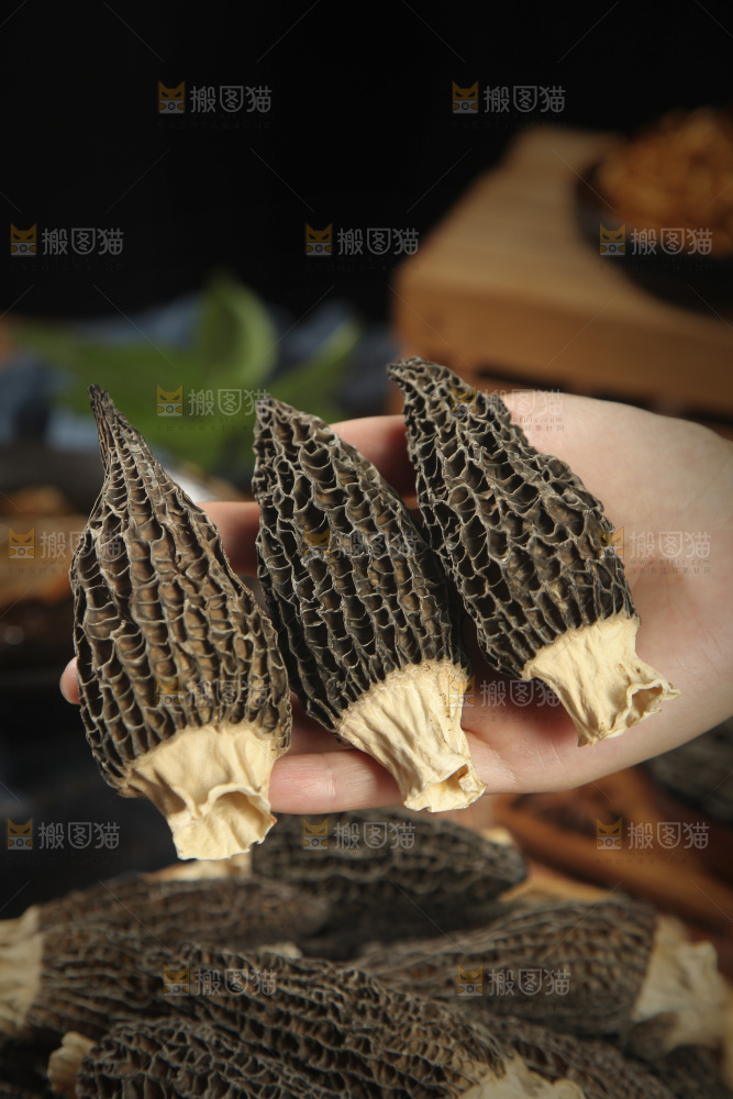 手里拿着羊肚菌