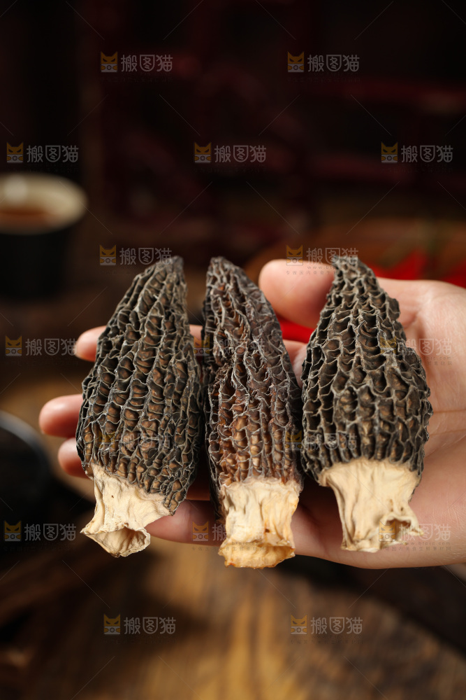 手里拿着云南羊肚菌