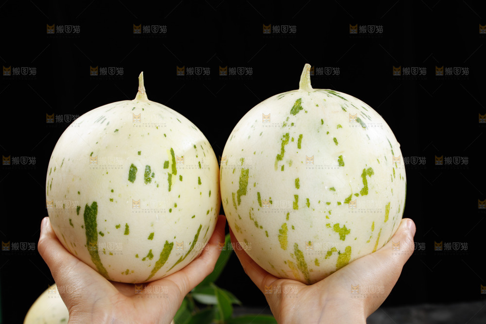 手里拿着白露流星蜜瓜