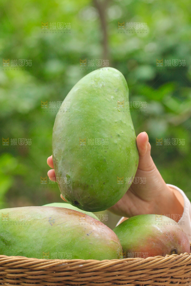 手里拿着大金煌芒