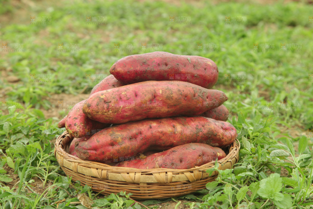 一篮板栗红薯