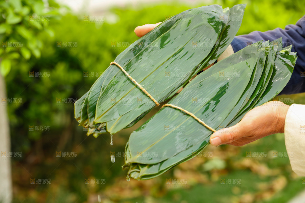 手拿着新鲜粽叶