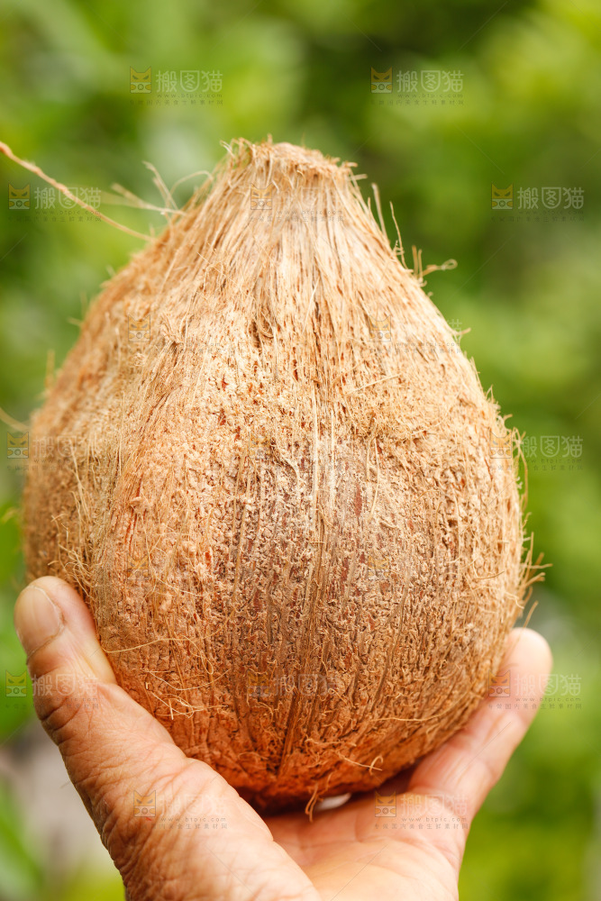 手里拿着毛椰子