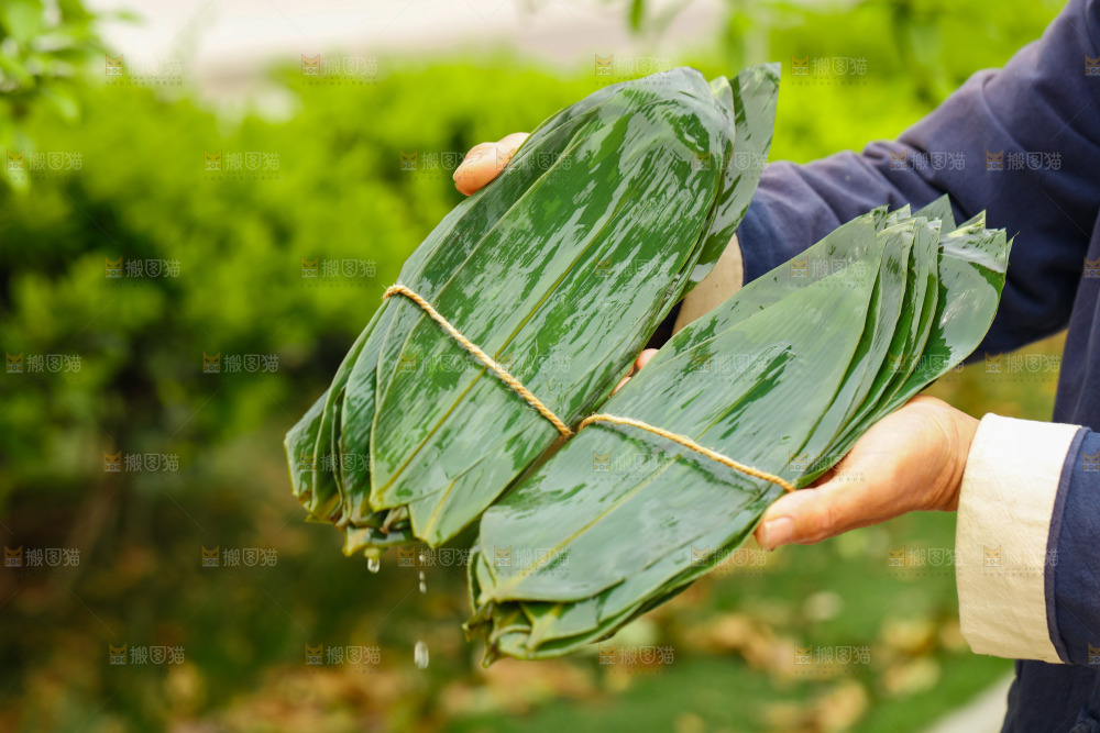 手拿着新鲜粽叶