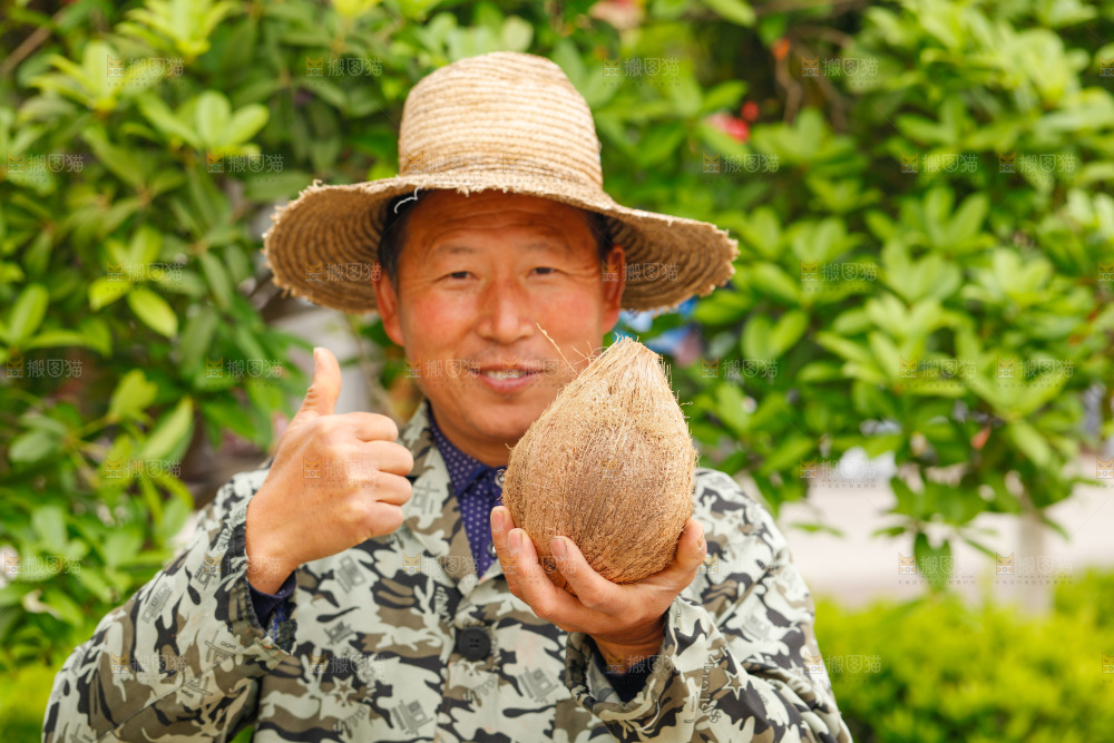 果农手里拿着老椰子