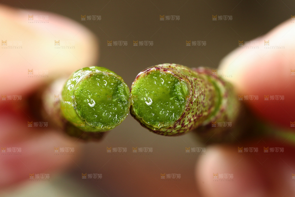 手里拿着石斛鲜条