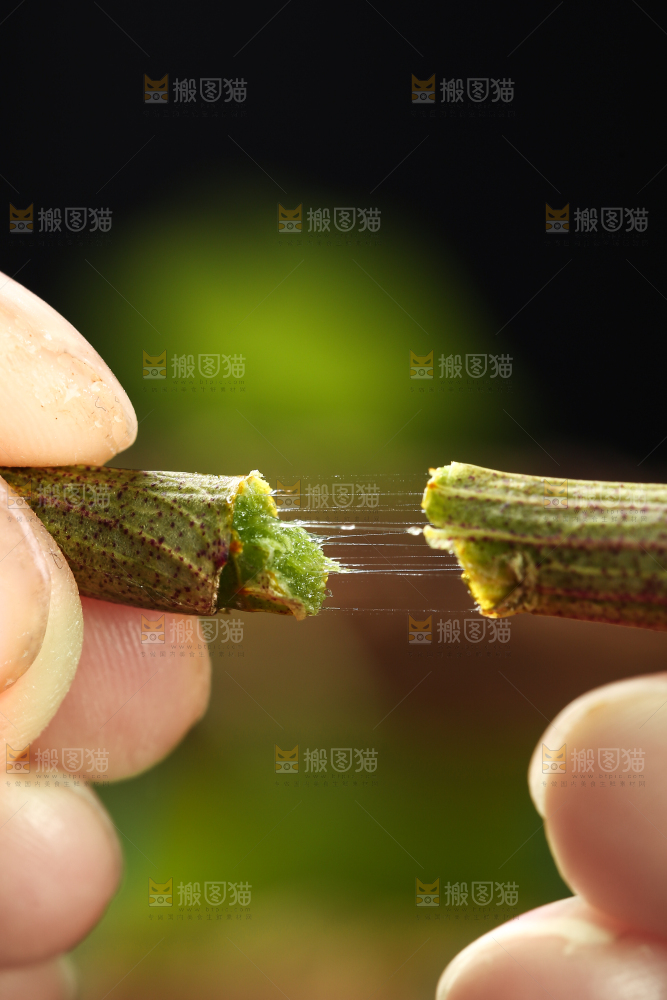 手里拿着新鲜石斛