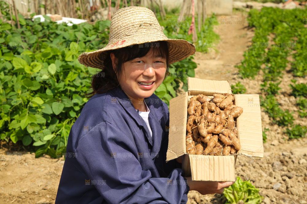 田地里女人手里抱着一箱沙姜