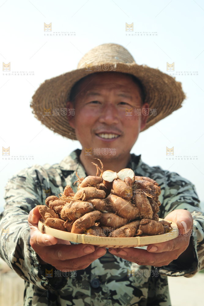 农田里农民手端着一盘沙姜