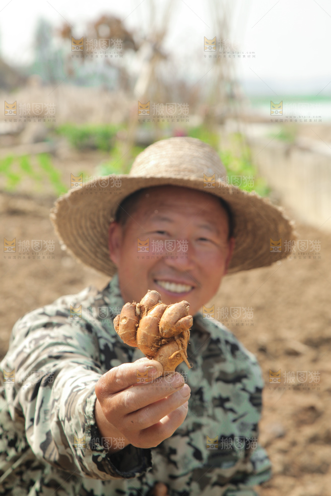 农田里农民手拿着沙姜