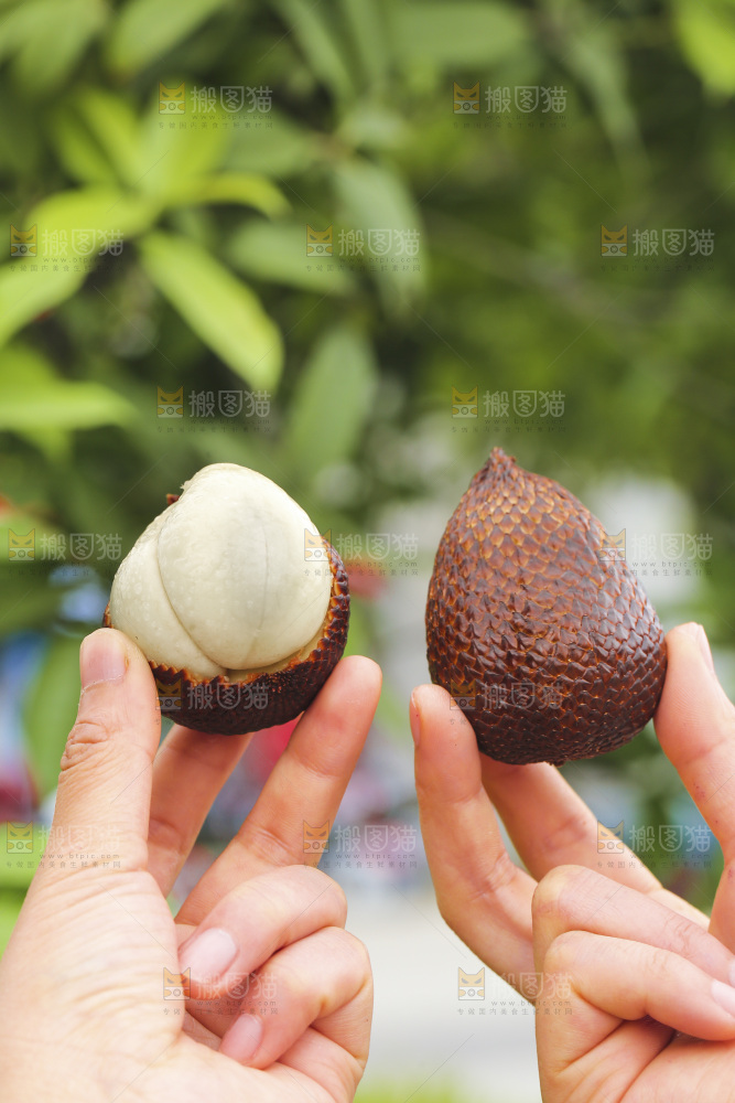 手里拿着印尼蛇皮果