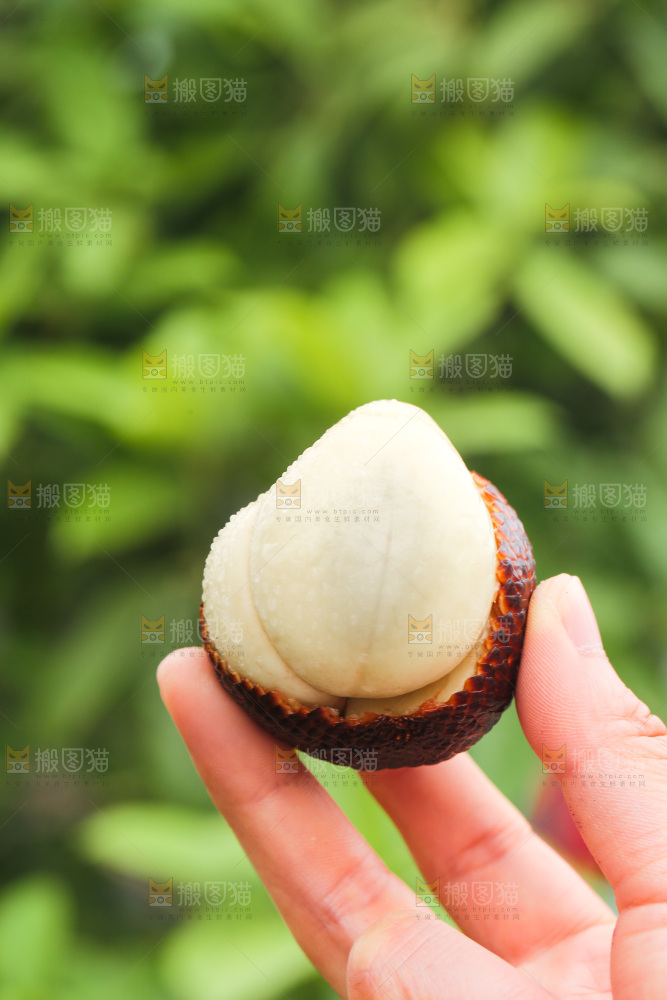 手里拿着印尼蛇皮果