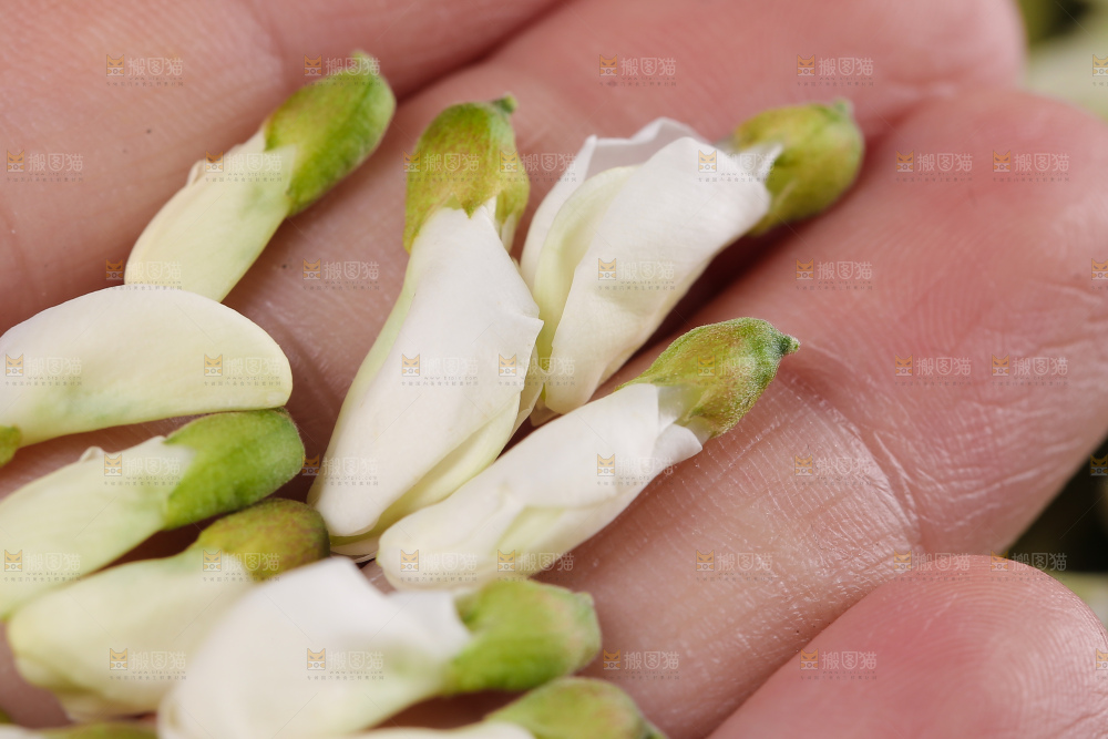手里拿着野生槐花
