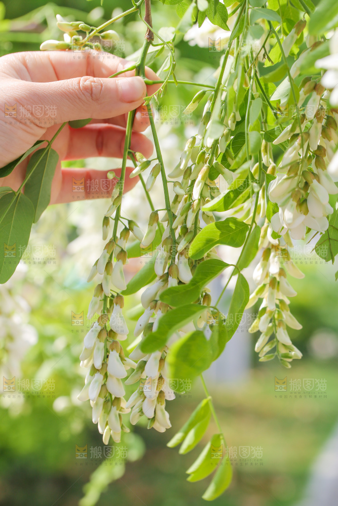 手里拿着新鲜槐花