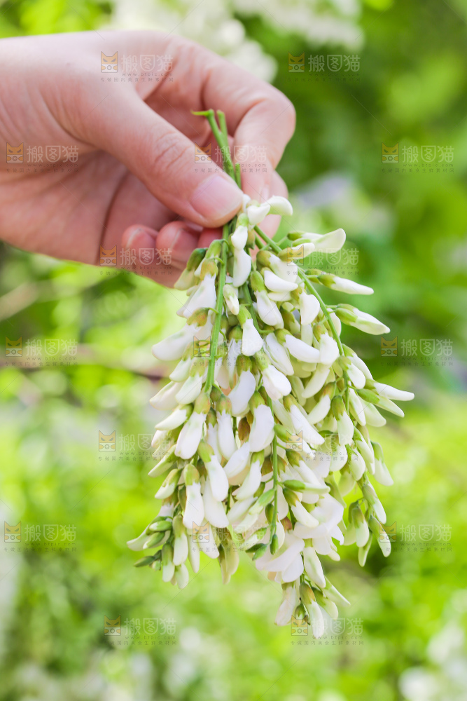 手里拿着新鲜槐花