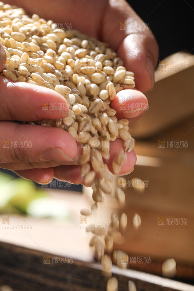 手里捧着白青稞米
