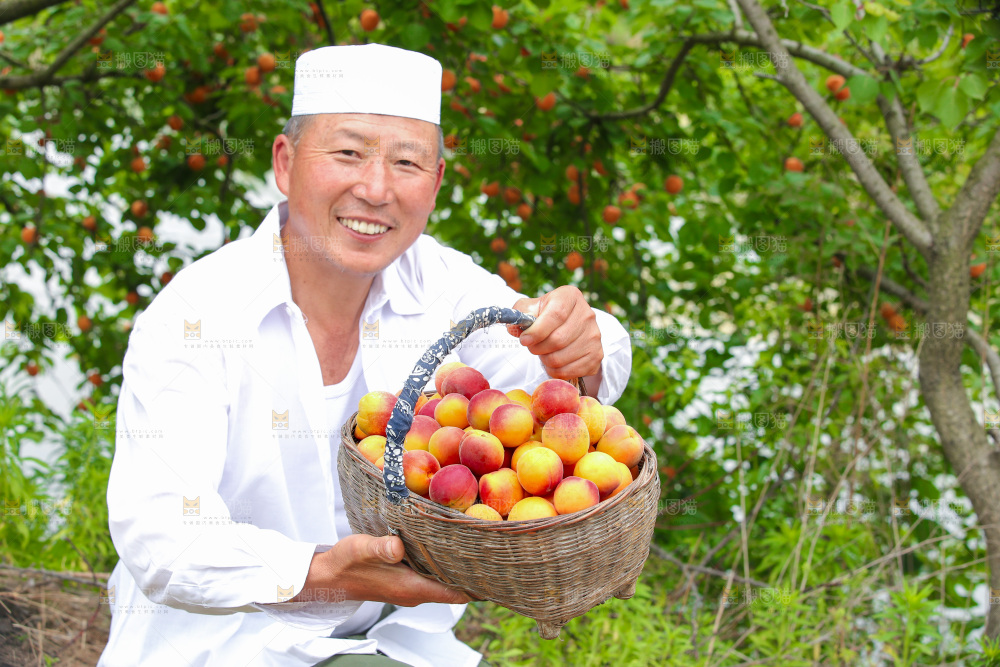 果园里老人手里提着一篮红杏