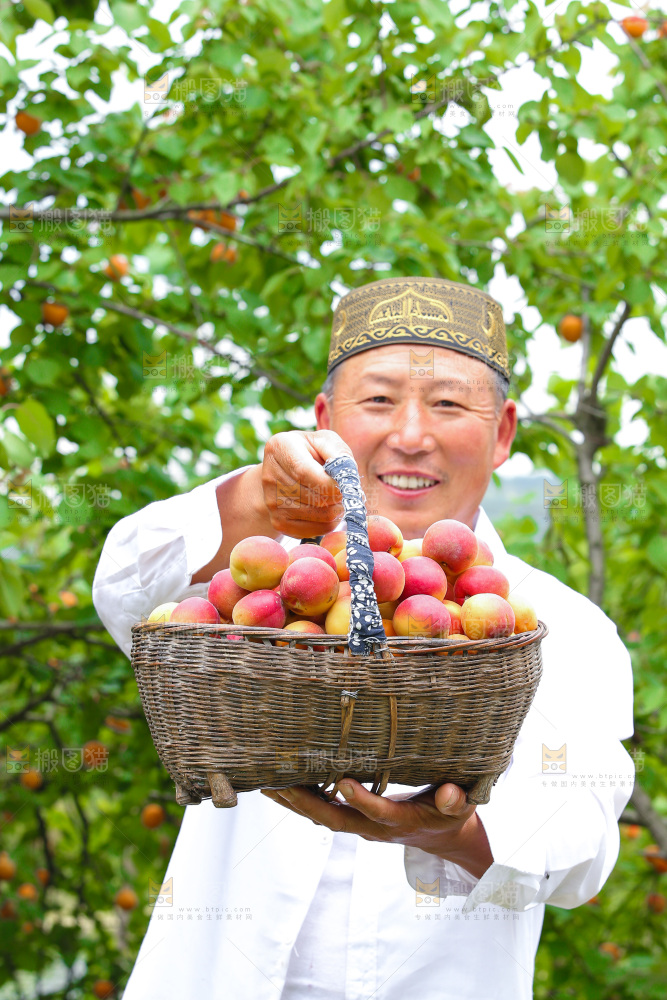 果园里男人手里拿着一篮新疆小红杏