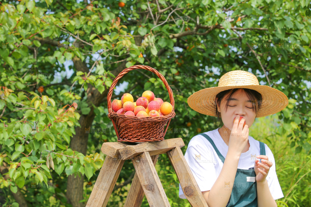 一篮新鲜小红杏