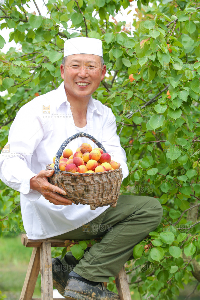 果园里男人手里端着一篮新疆小红杏