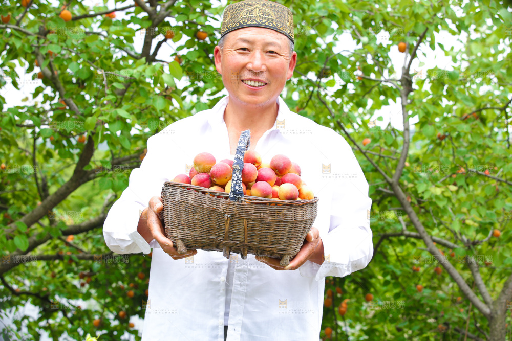 果园里男人手里拿着一篮新疆小红杏