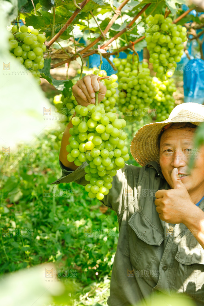 果园老人手里拿着一串阳光玫瑰葡萄