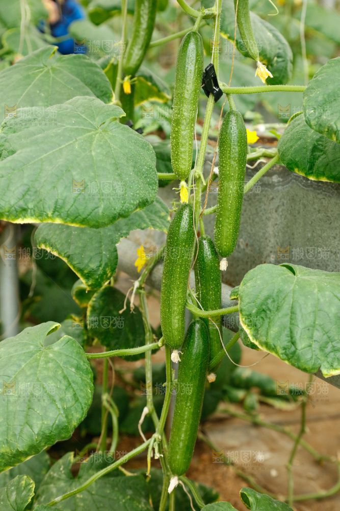 水果黄瓜种植基地