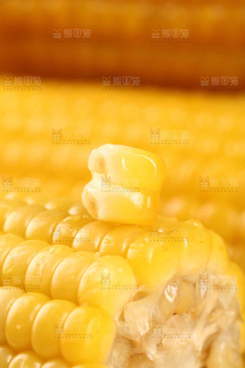 新鲜的黄糯玉米