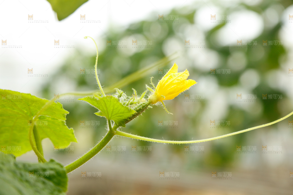 藤上开着黄瓜花