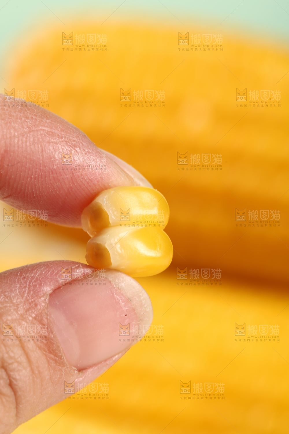 手里拿着黄糯玉米粒