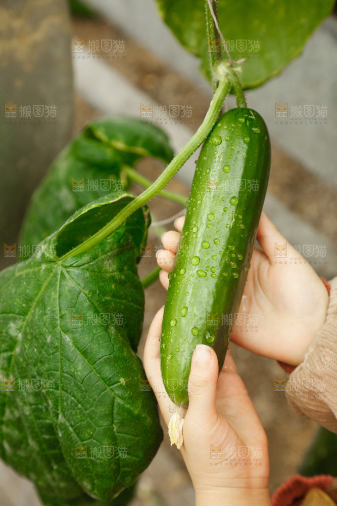 手里拿着水黄瓜