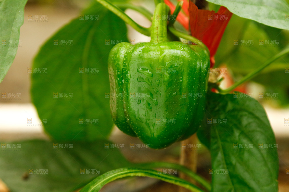 五彩椒种植基地