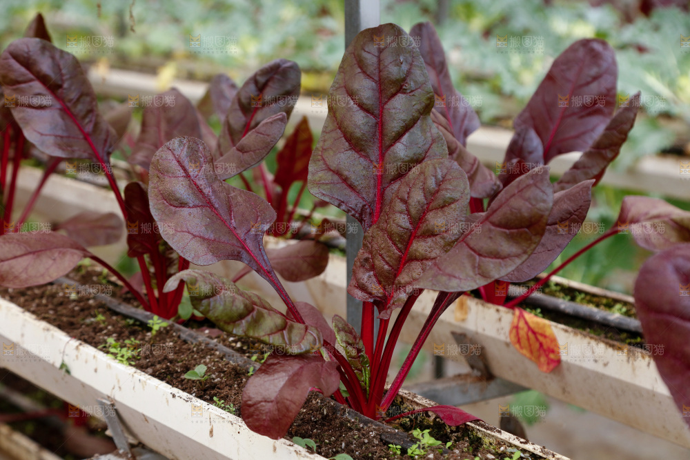紫菠菜种植