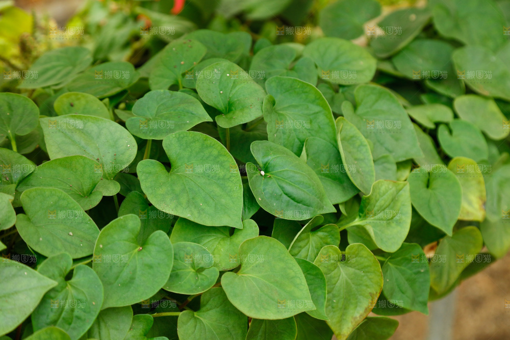大棚种植红薯