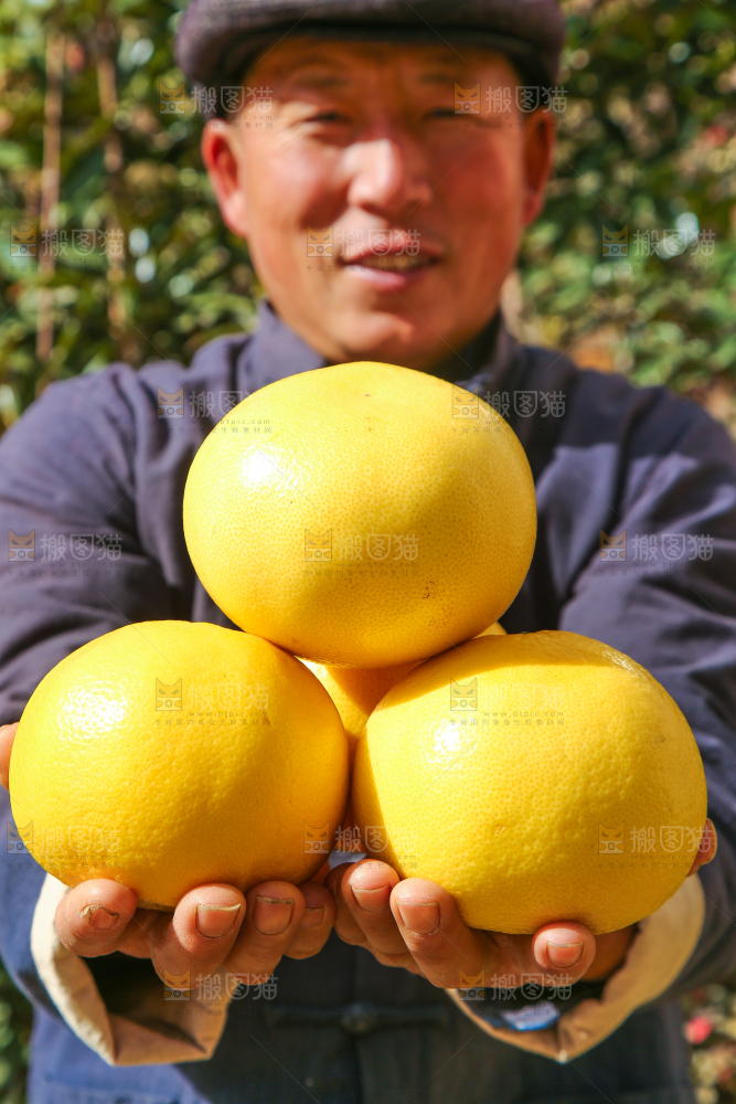 农民手里捧着黄金葡萄柚