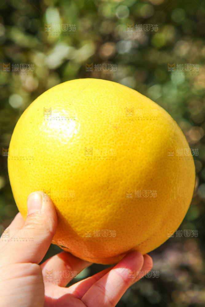 手里拿着黄金葡萄柚