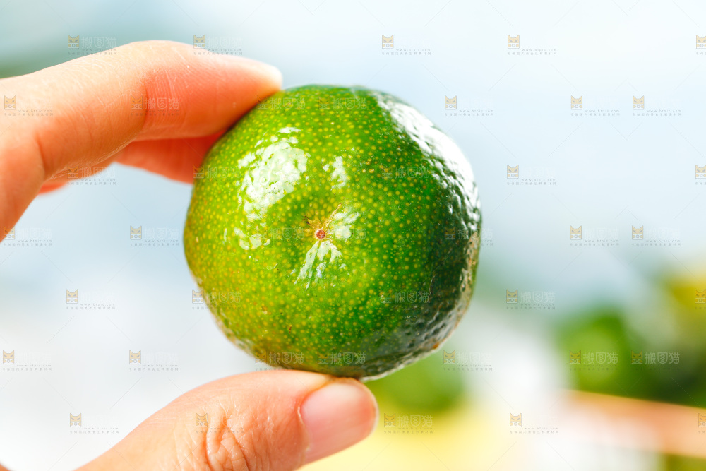 手里拿着清香茶橘