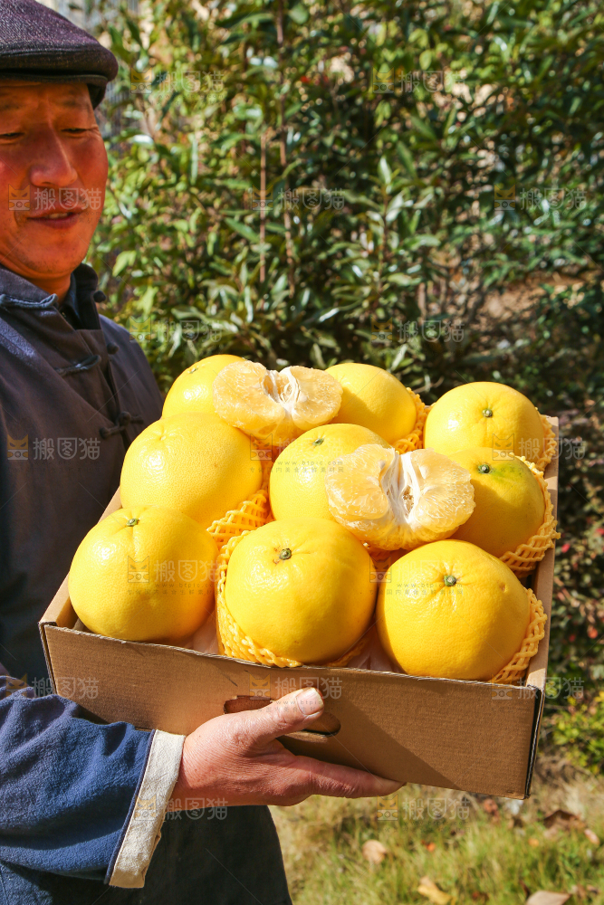 农民手里端着一箱黄金葡萄柚