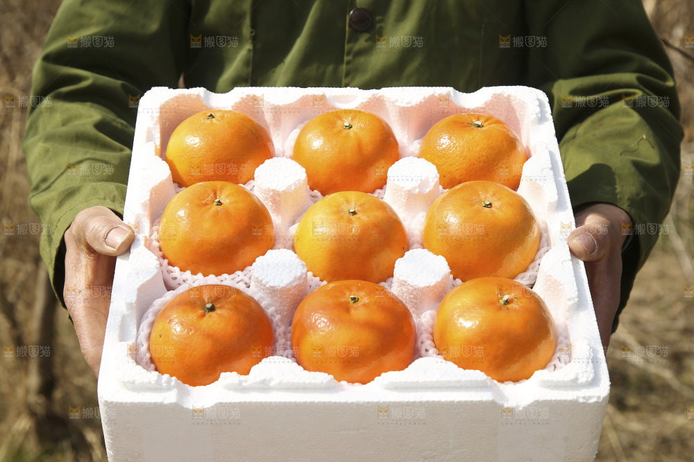 泡沫箱里装着武鸣沃柑