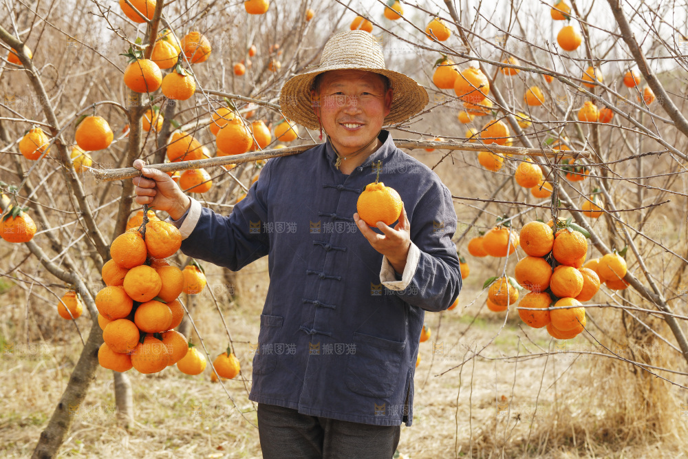 果园农民手里拿着不知火丑橘