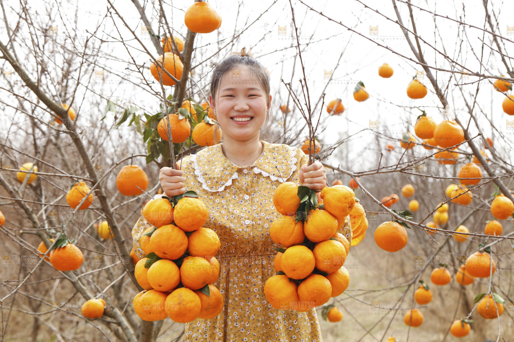 果园女人手里拿着两串丑橘