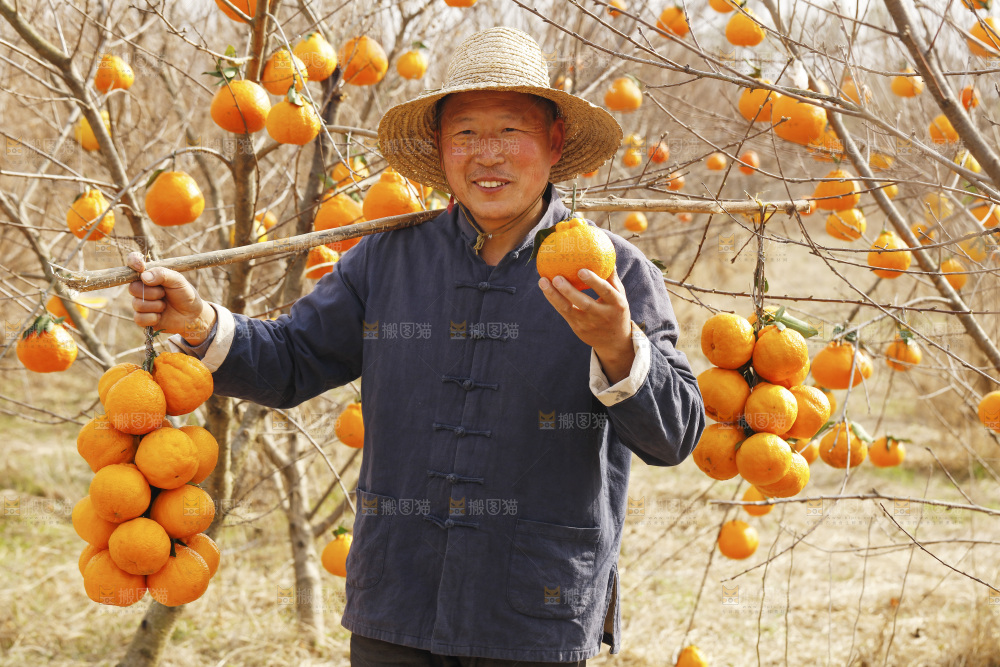 果园农民手里拿着不知火丑橘