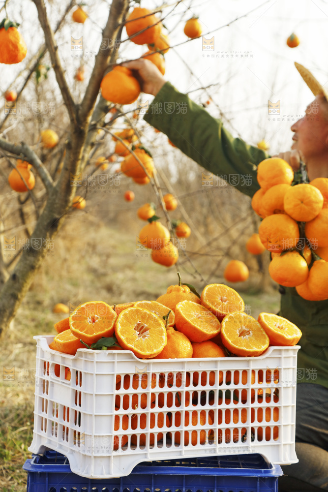 果园农民手里采摘丑橘