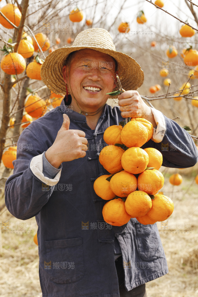 果园农民手里拿着不知火丑橘