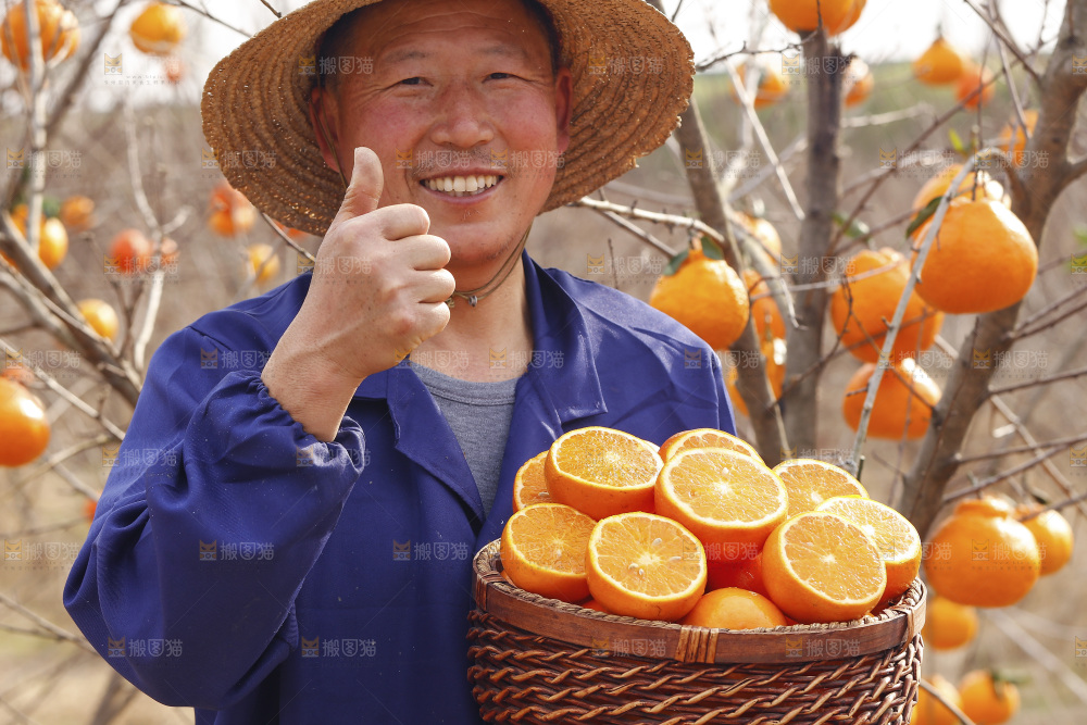 果园农民手里端着一篮新鲜沃柑