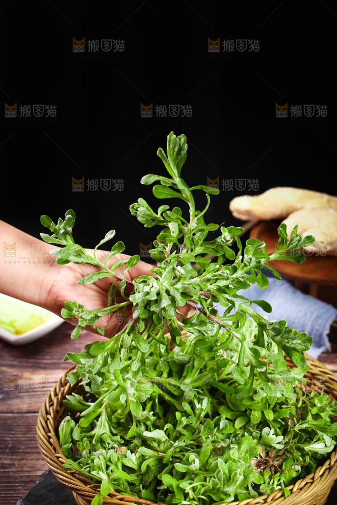 手上拿着鼠曲草