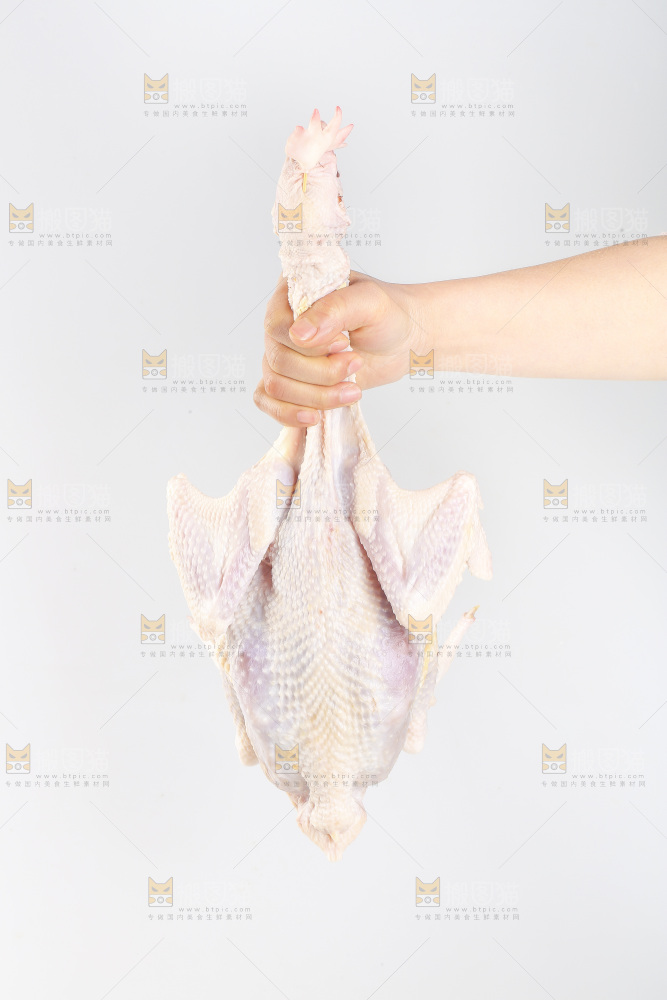 白底上的生鲜鸡肉