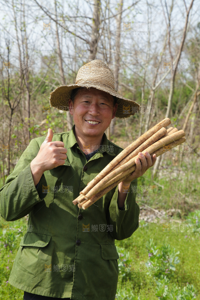 农民手里拿着牛蒡根