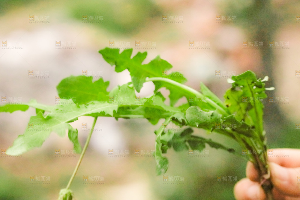 手里拿着新鲜蒲公英