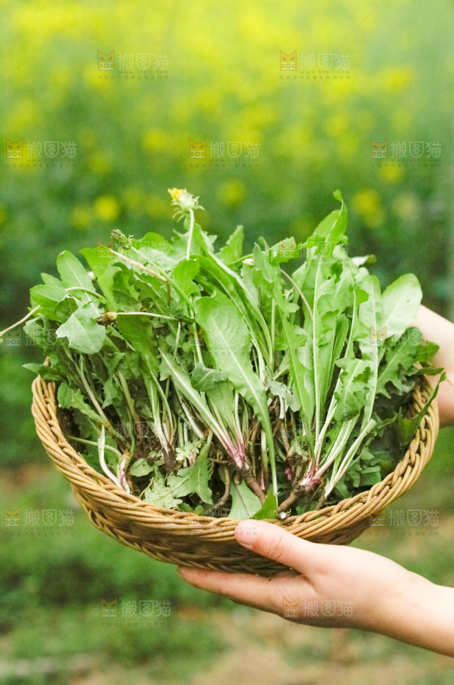 手里端着一篮蒲公英